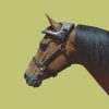 Cashel Horse Helmet