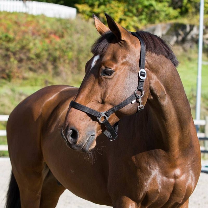 Horze Basic Halter