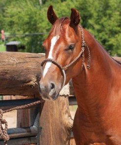 Alternative view of Classic Equine Braided Rope Halter with 8' Lead Bl