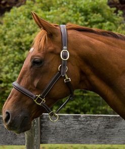 Alternative view of HDR Kushy Plain Raised Leather Halter