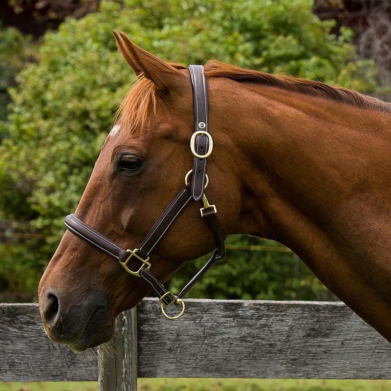 HDR Kushy Plain Raised Leather Halter - Image 2