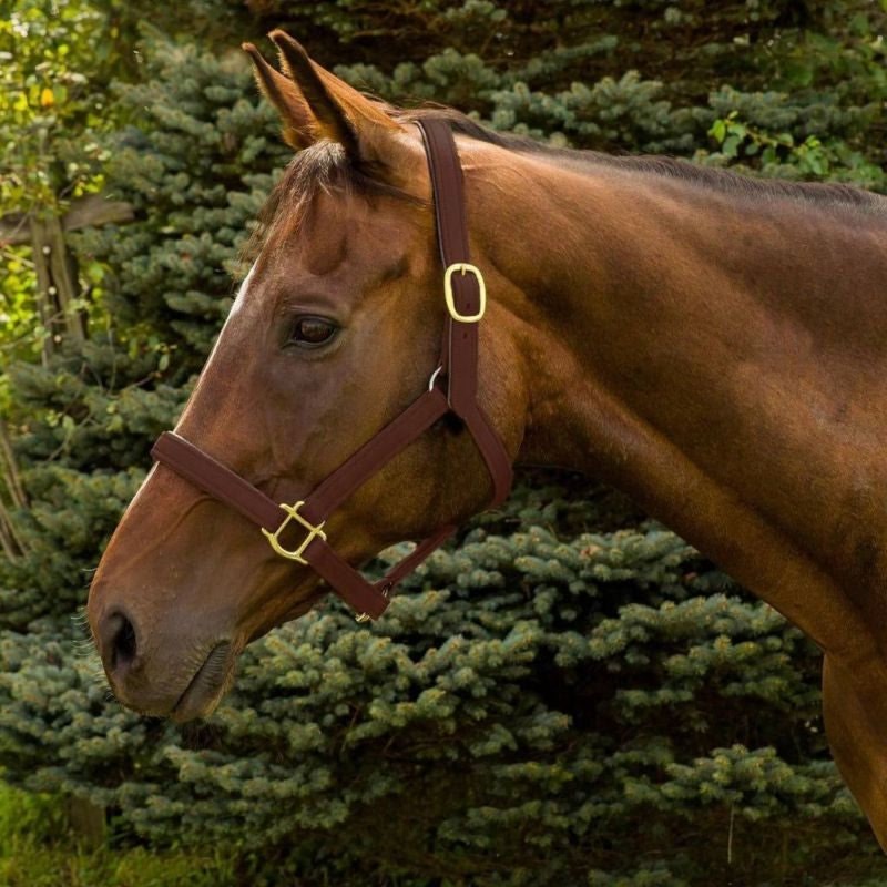 HDR Vegan-X Leather Halter - Image 2
