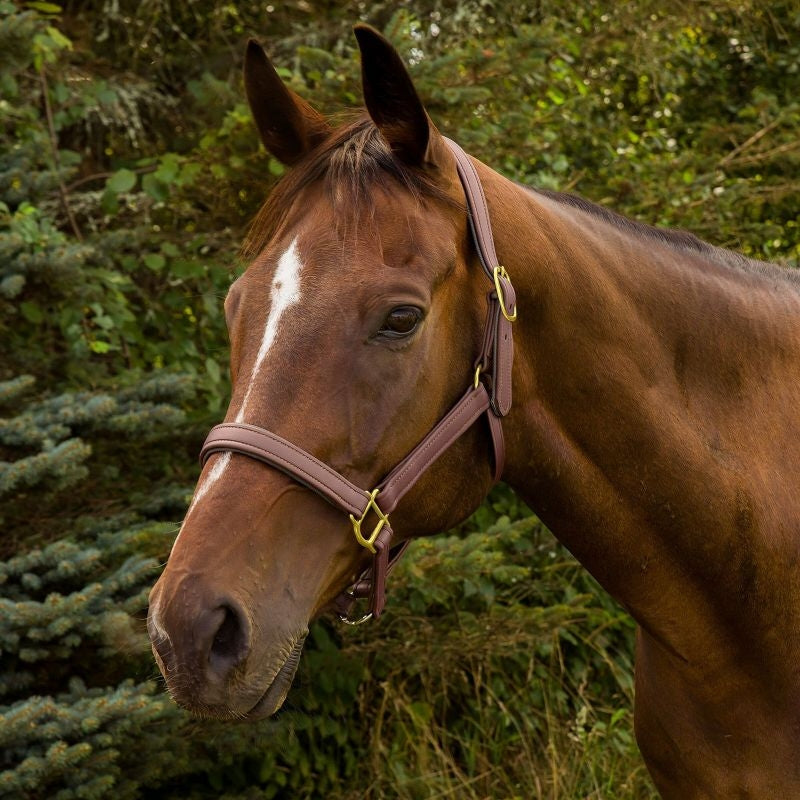 HDR Vegan-X Leather Halter - Image 3