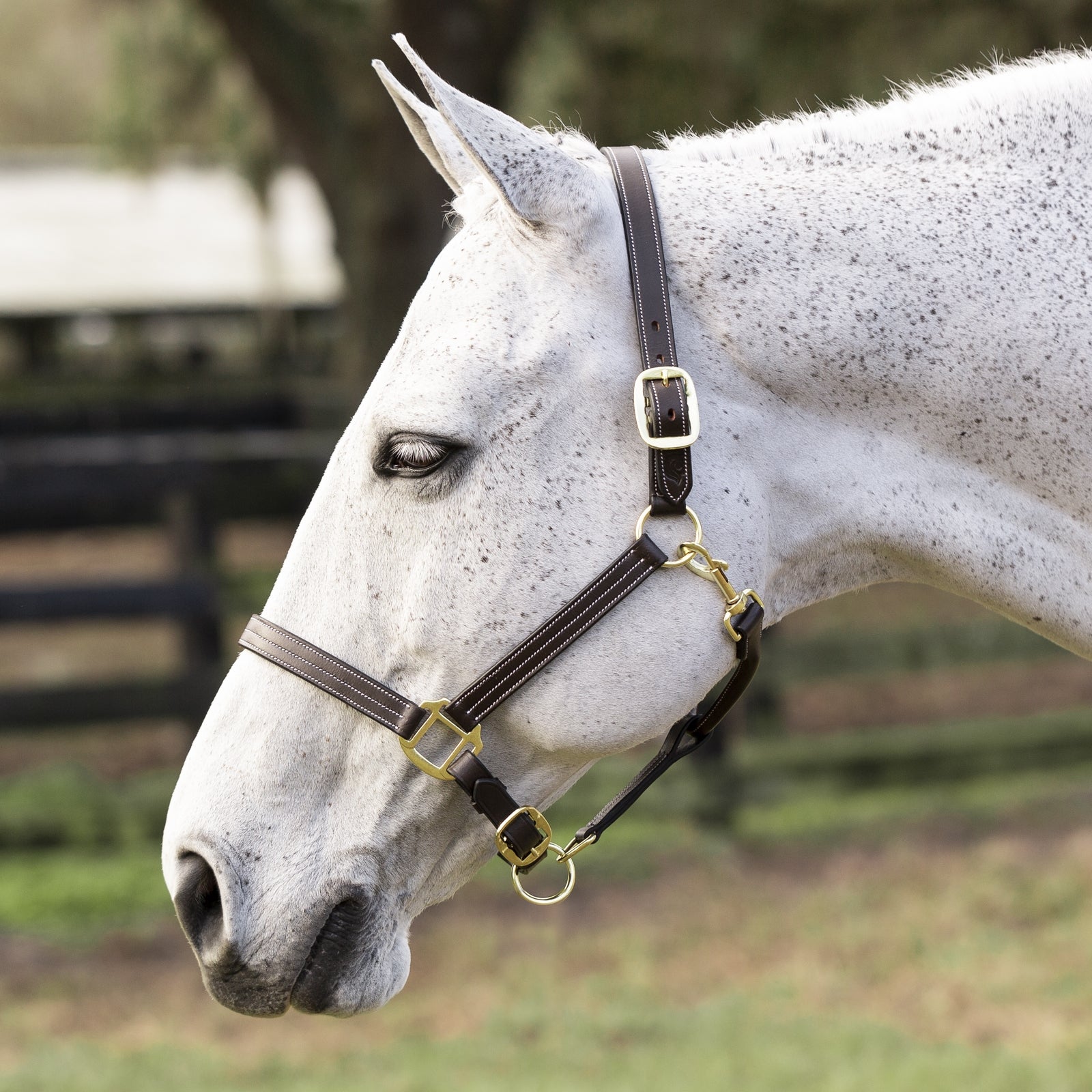 Equinavia Valkyrie Triple Stitched Leather Halter - Image 2