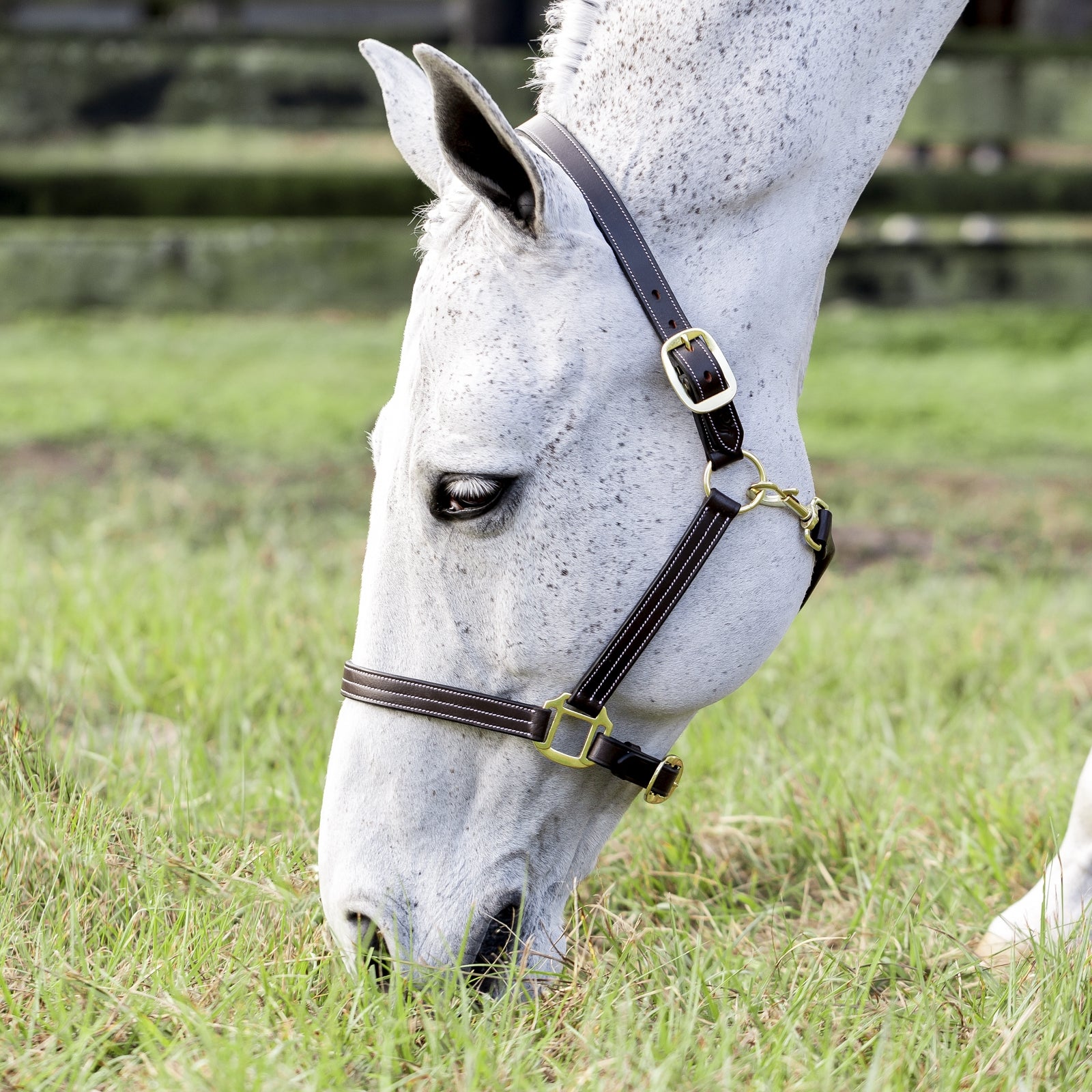 Equinavia Valkyrie Triple Stitched Leather Halter - Image 3