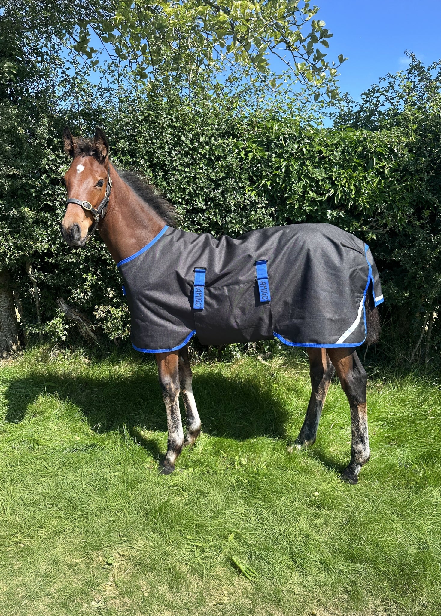 Amigo Ripstop 900D Foal Turnout 50g - Image 2