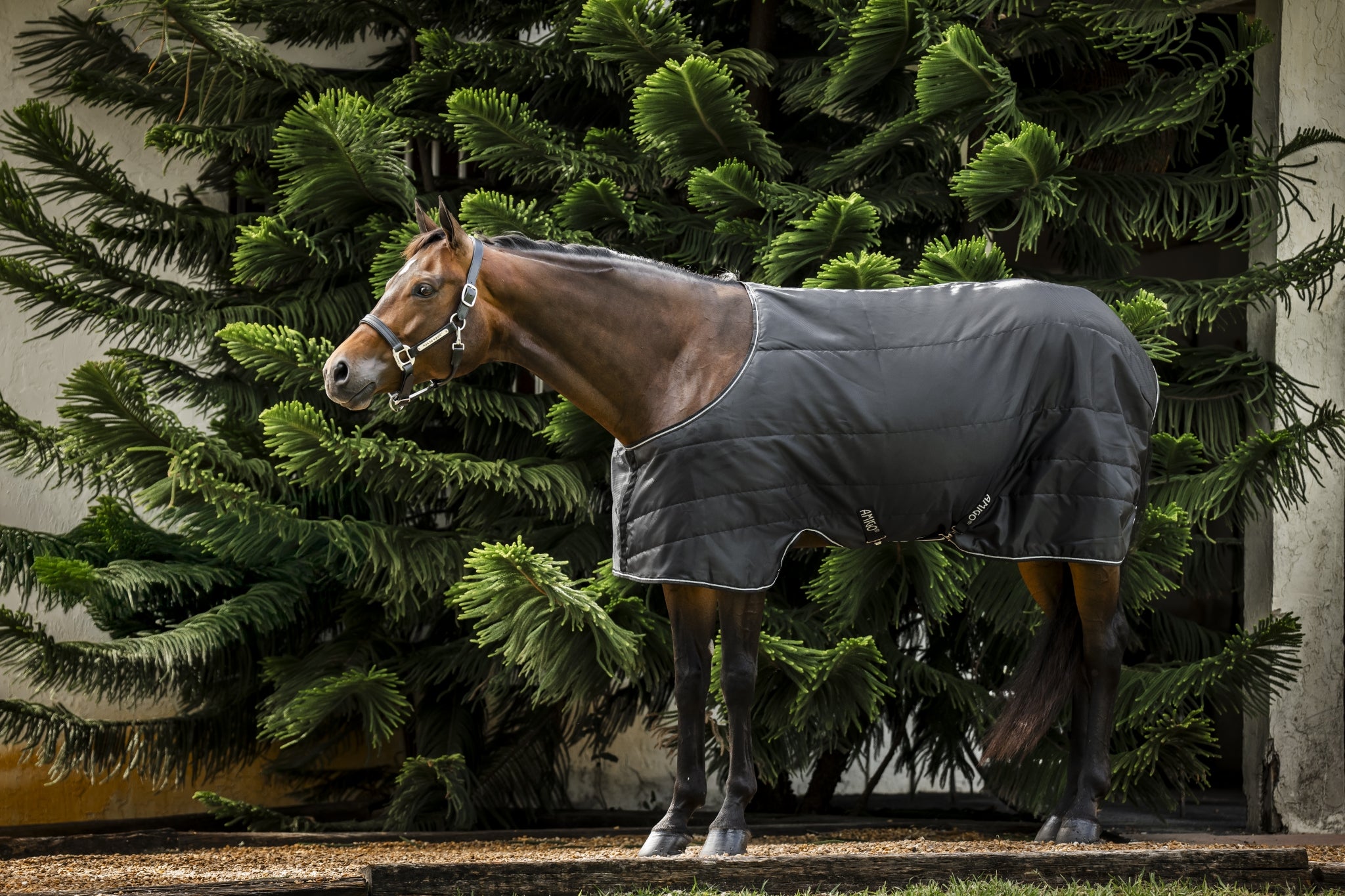 Amigo Quarter Horse Stable 200g