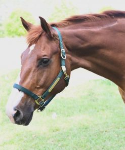 Gatsby Gold Personalized Adjustable Nylon Halter with Snap