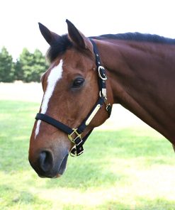 Alternative view of Gatsby Gold Personalized Adjustable Nylon Halter with Snap