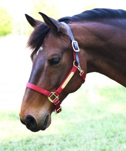 Gatsby Gold Personalized Nylon Breakaway Halter with Snap