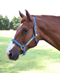 Gatsby Gold Personalized Adjustable Nylon Safety Breakaway Halter