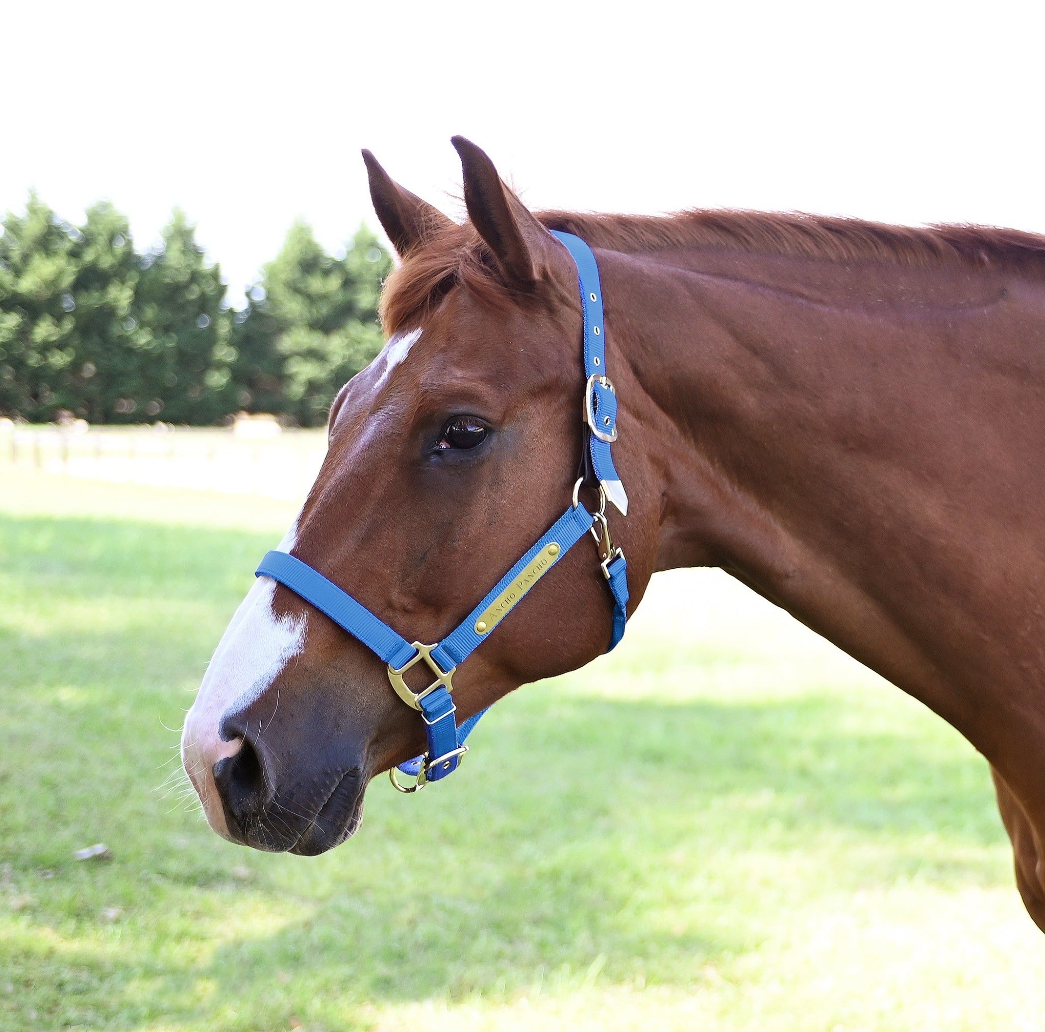 Gatsby Gold Personalized Adjustable Nylon Safety Breakaway Halter