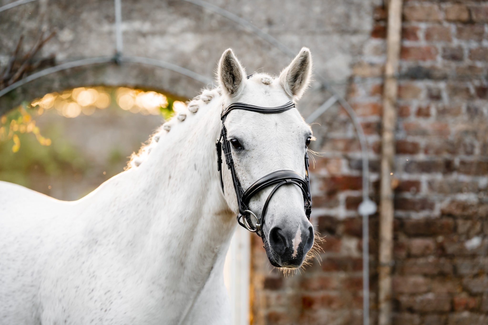 Horseware Pony Flash Bridle