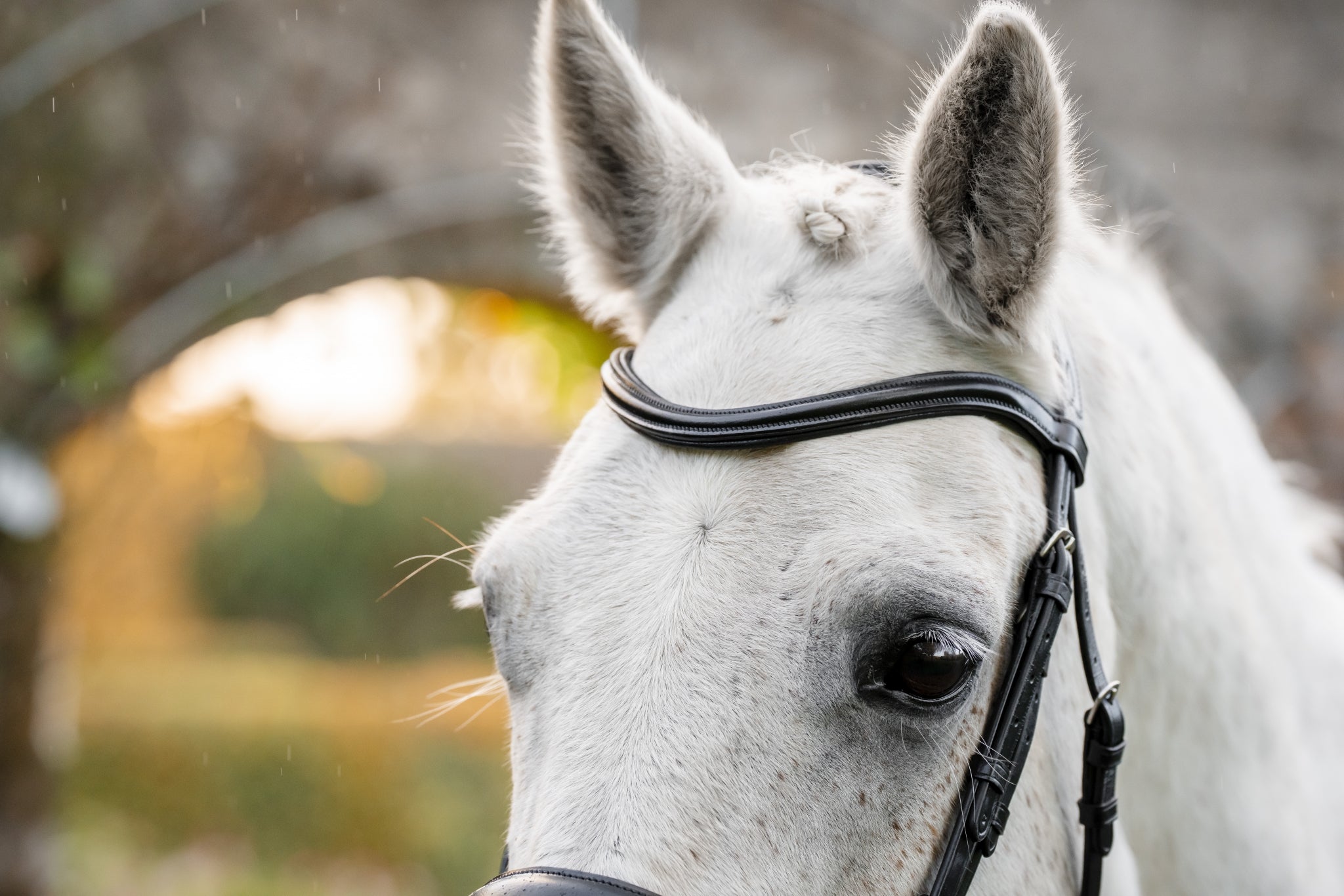 Horseware Pony Flash Bridle - Image 3