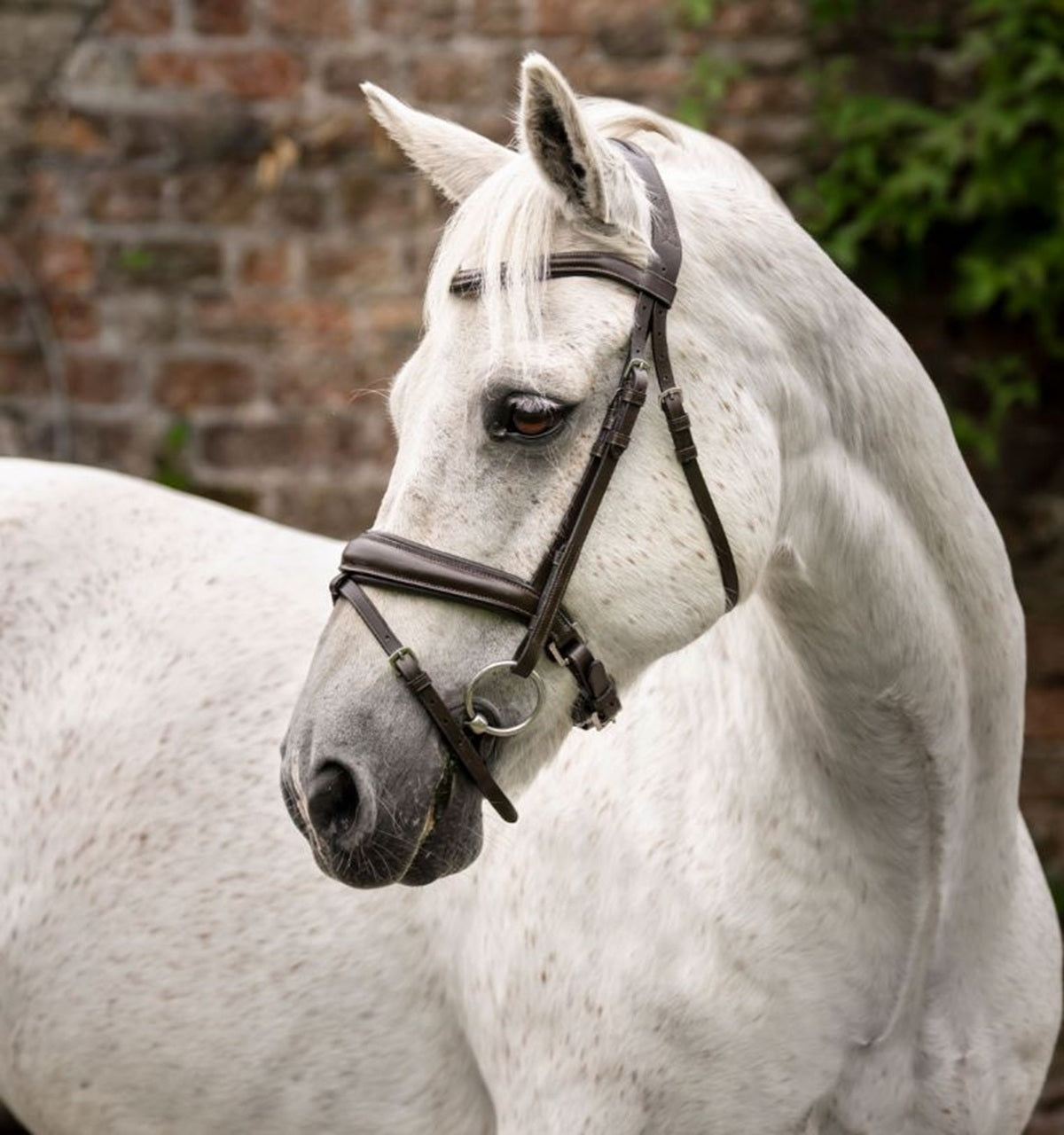 Horseware Pony Flash Bridle - Image 2