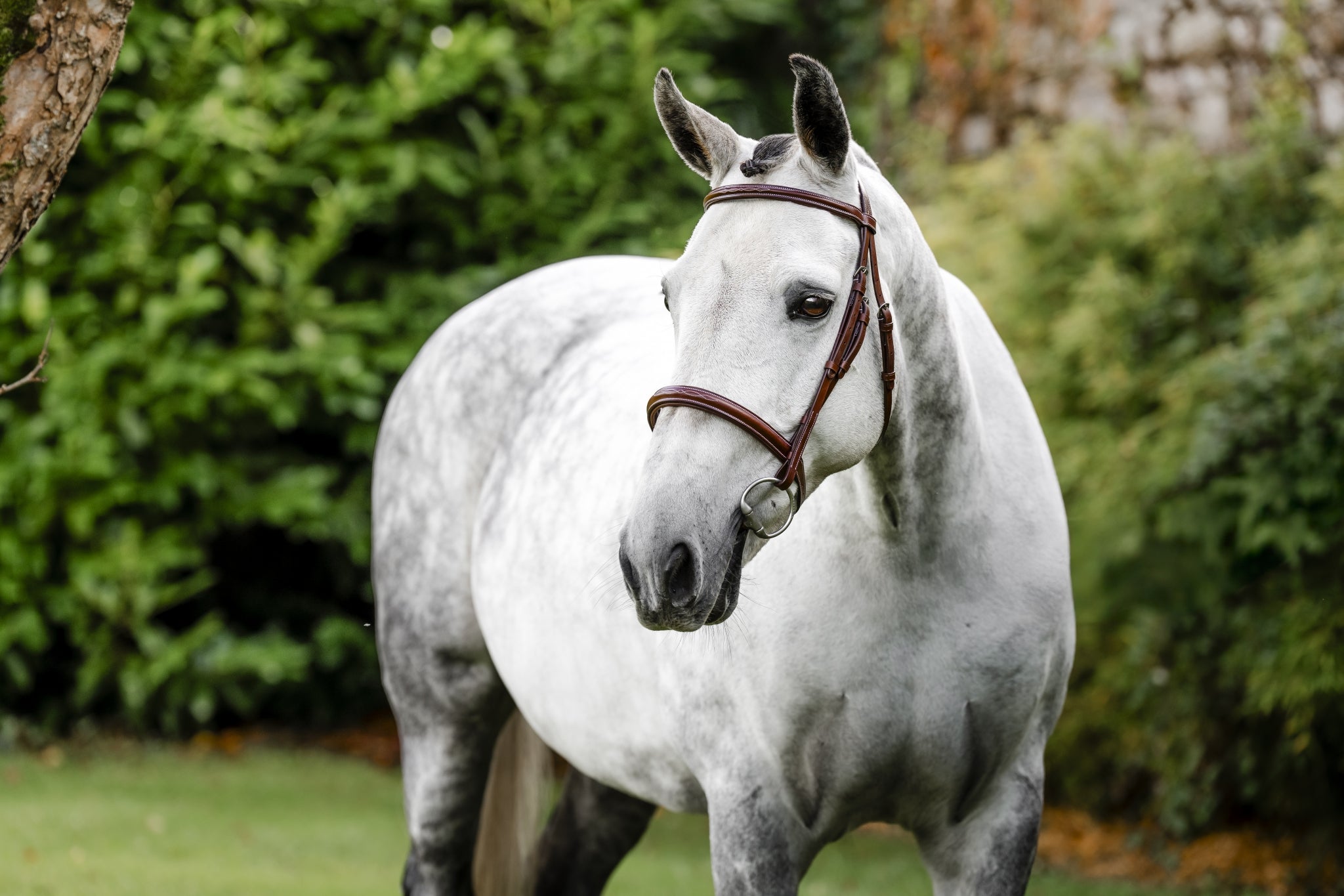 Horseware Hunter Cavesson Bridle