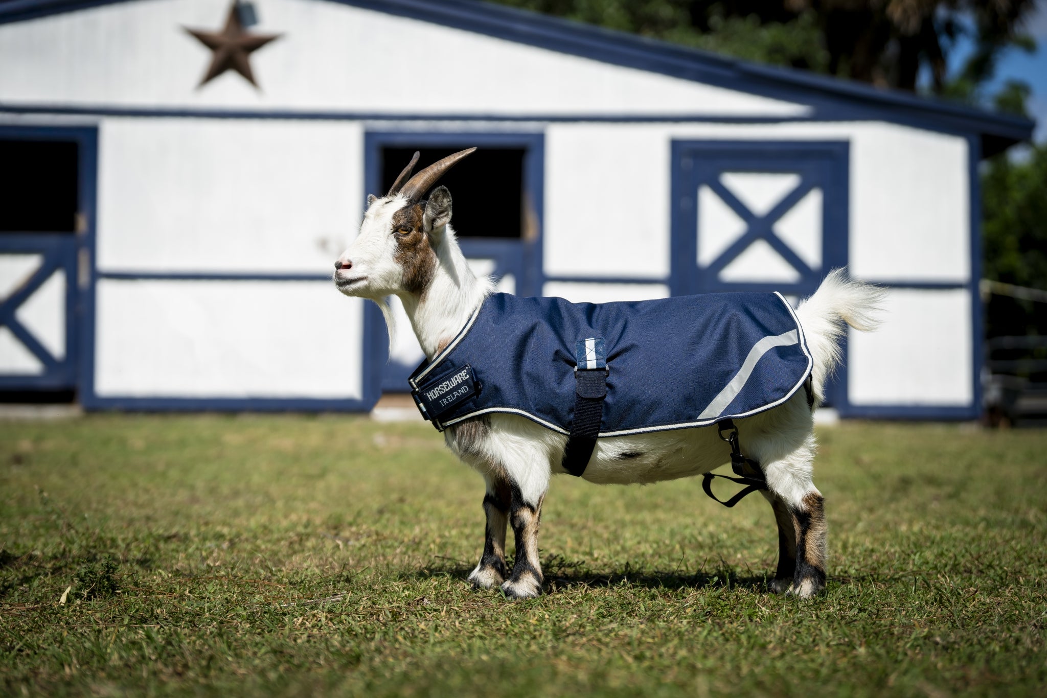 Horseware Goat Coat 200g - Image 5