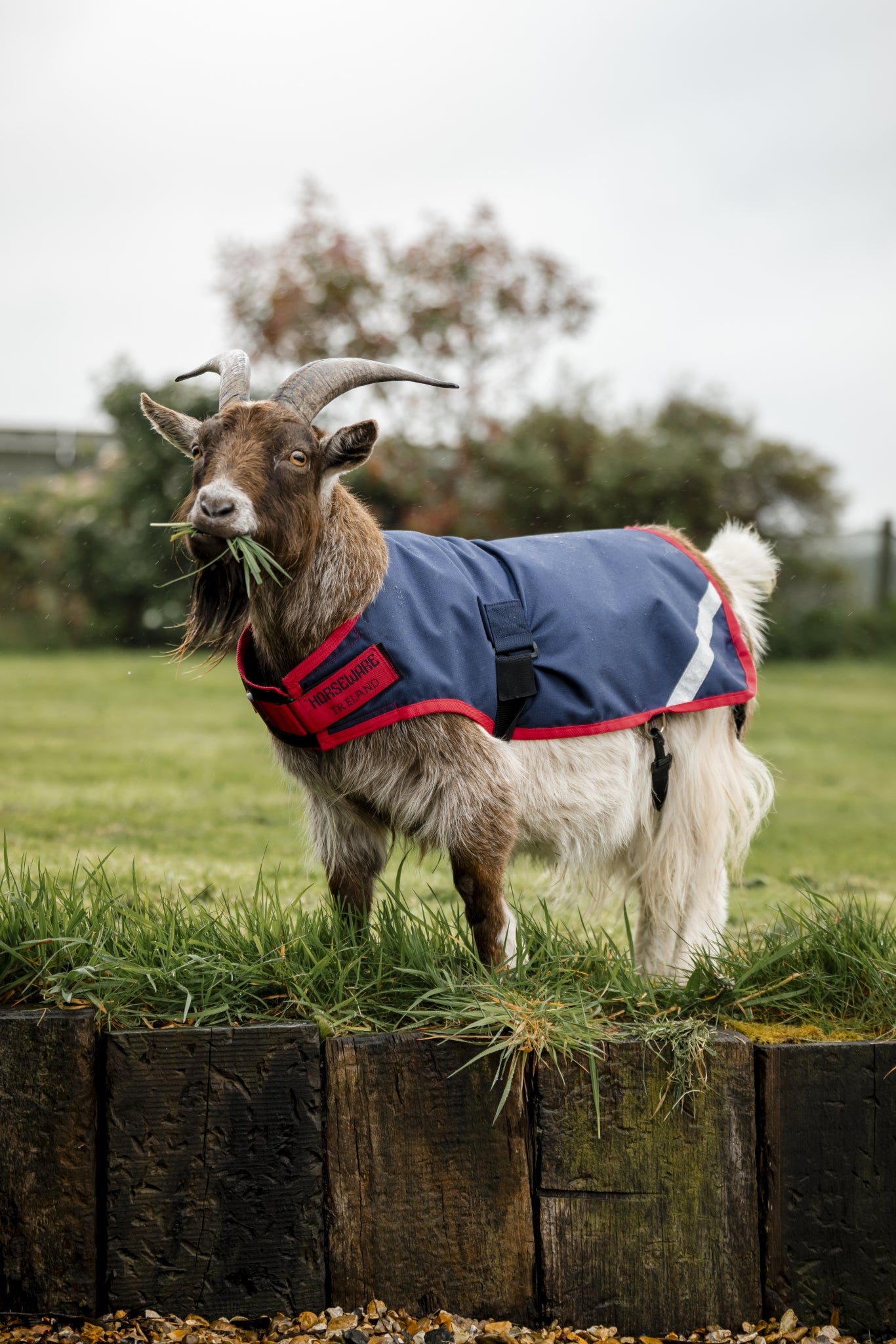 Horseware Goat Coat 200g - Image 3