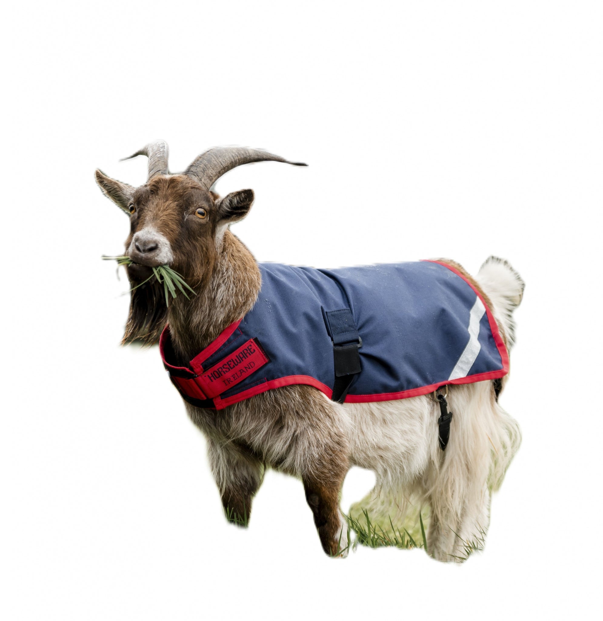 Horseware Goat Coat 200g