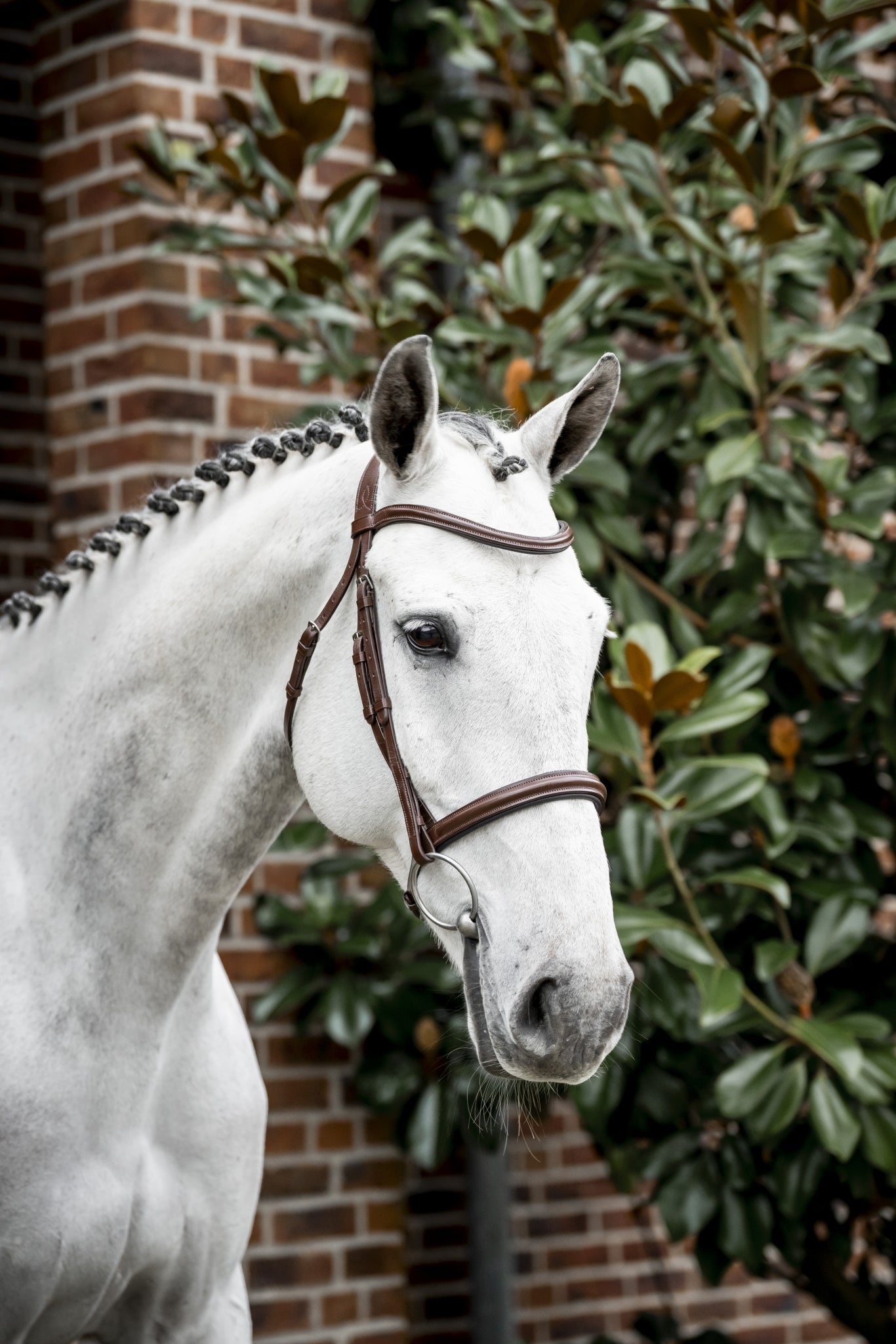 Horseware Cavesson Bridle - Image 2