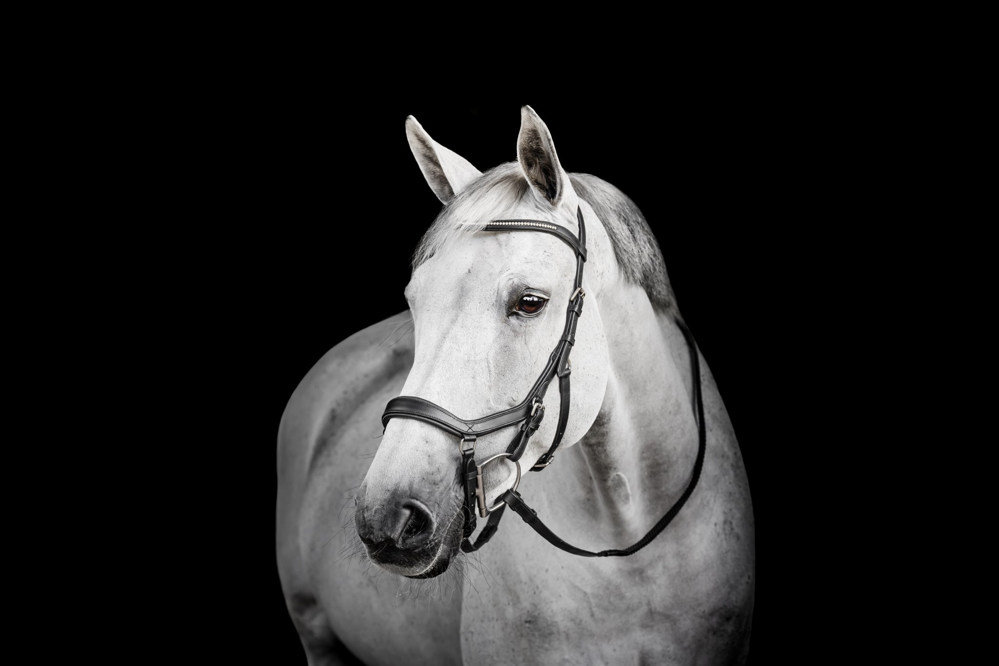 Horseware Micklem Diamante Competition - Image 5