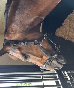 Alternative view of Huntley Equestrian Nylon Padded Lunging Caveson