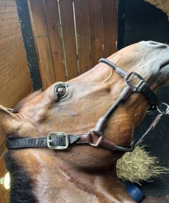 Alternative view of Huntley Equestrian Nylon Halter and Removable Lead with Snap