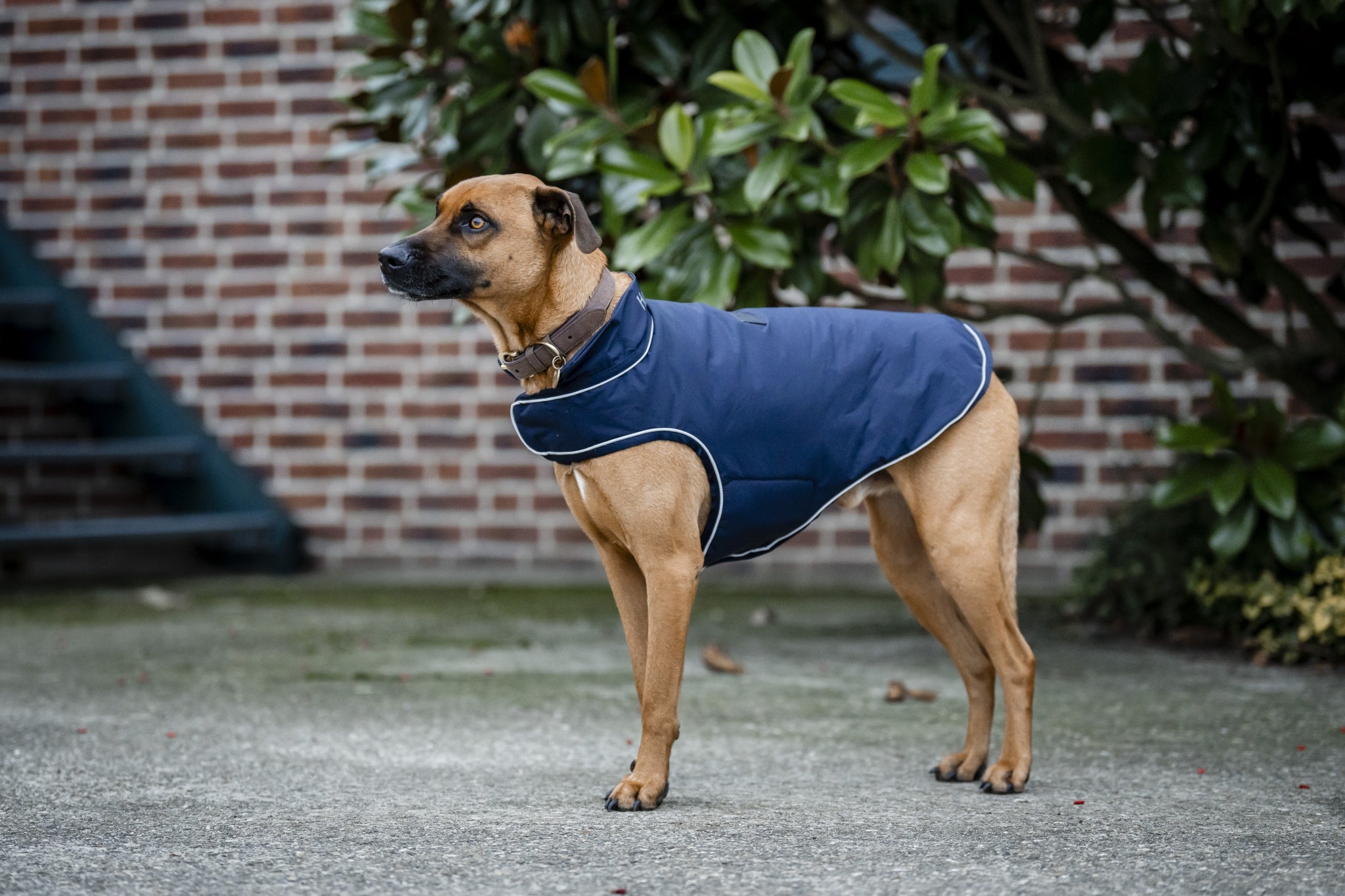 Horseware Signature Dog Rain Coat 100g