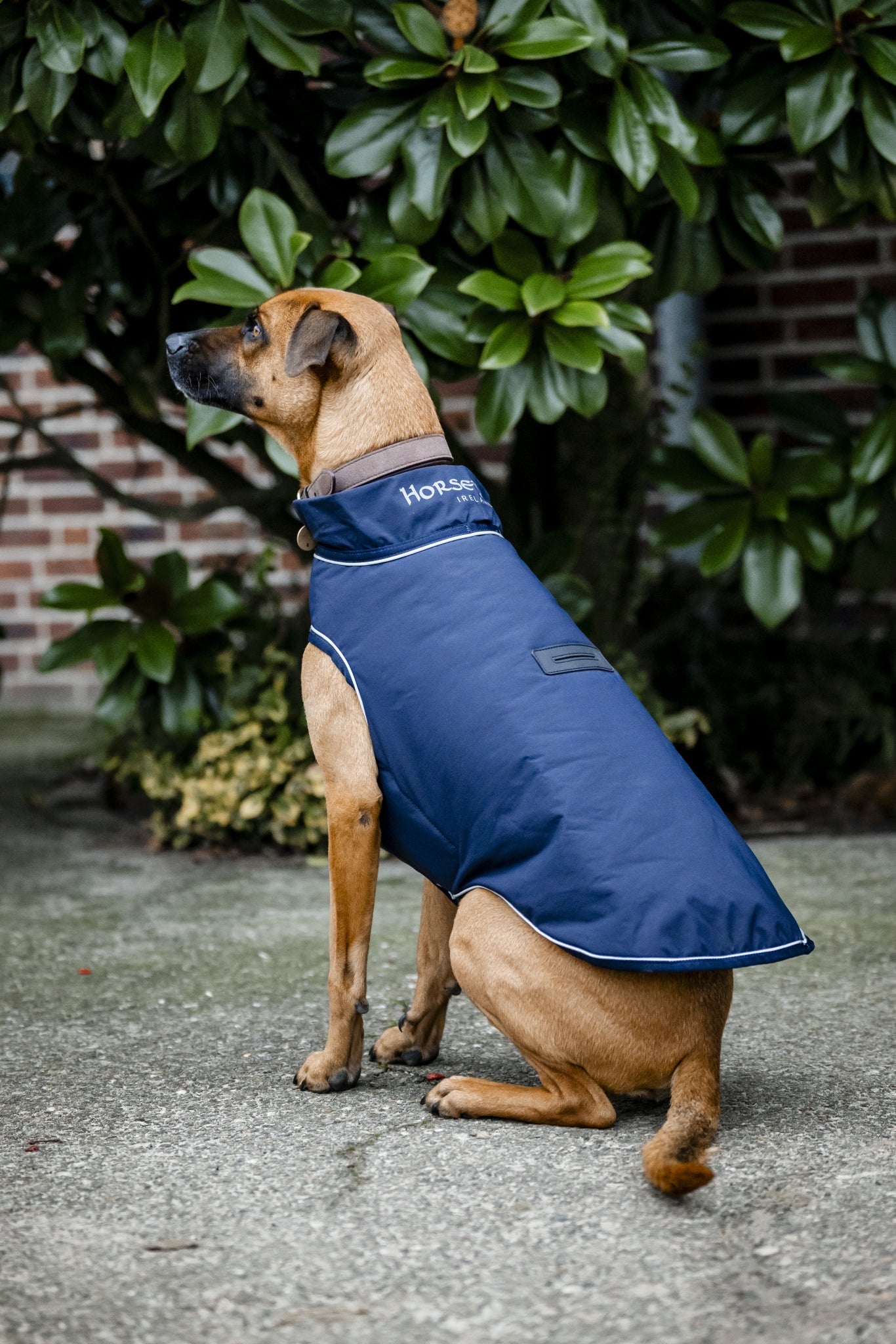 Horseware Signature Dog Rain Coat 100g - Image 2