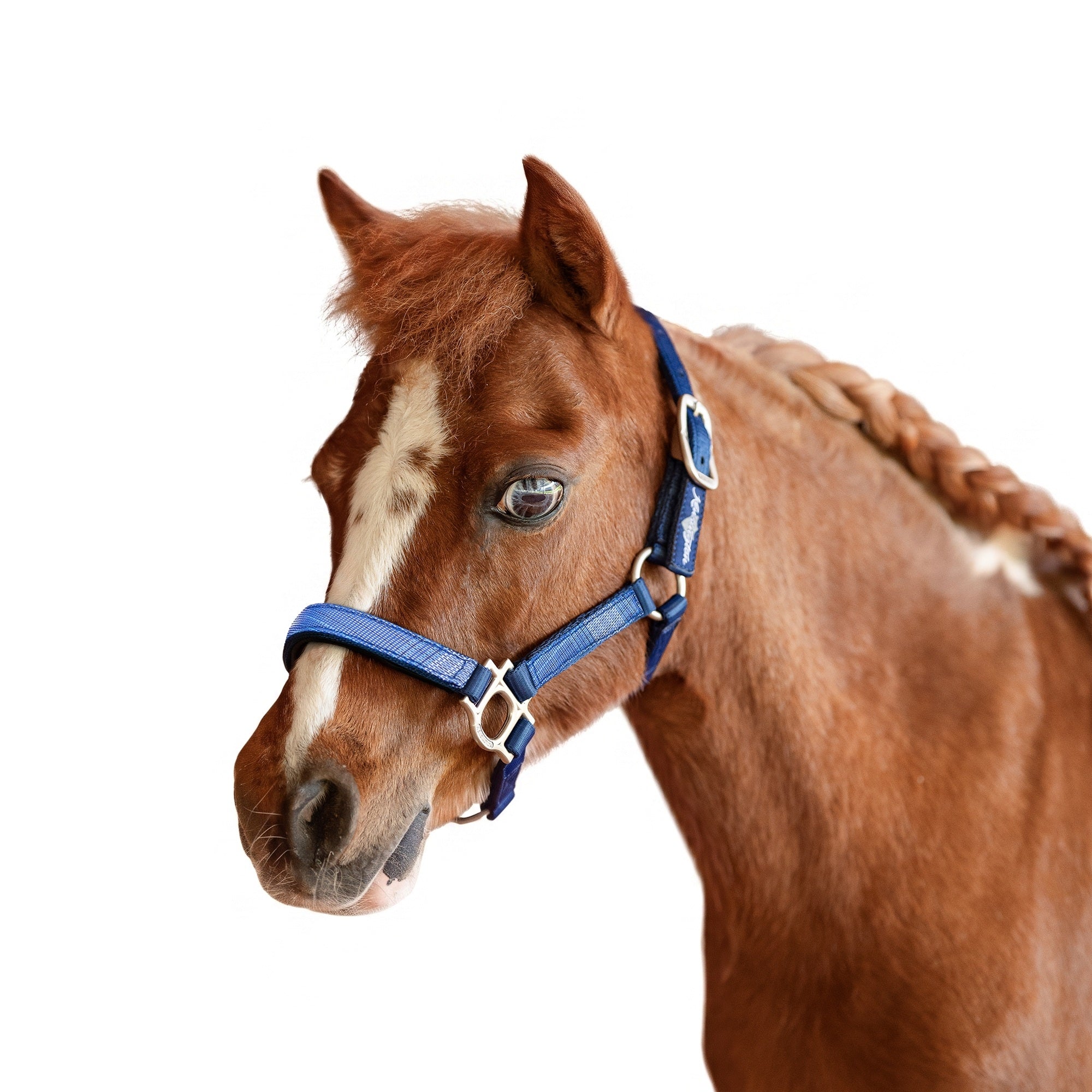 Kensington Mini Reflective Nylon Halter - Image 4