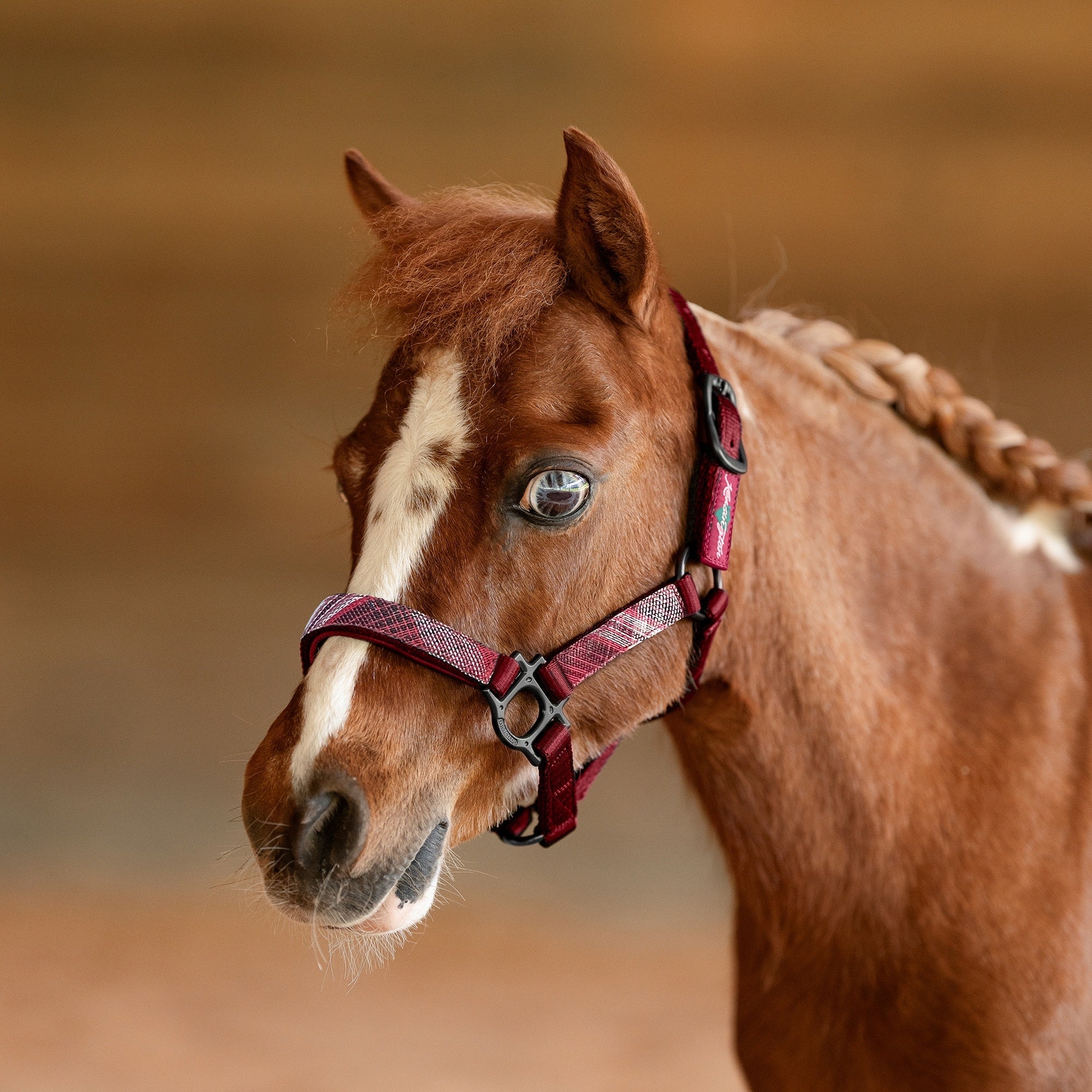 Kensington Mini Reflective Nylon Halter - Image 14