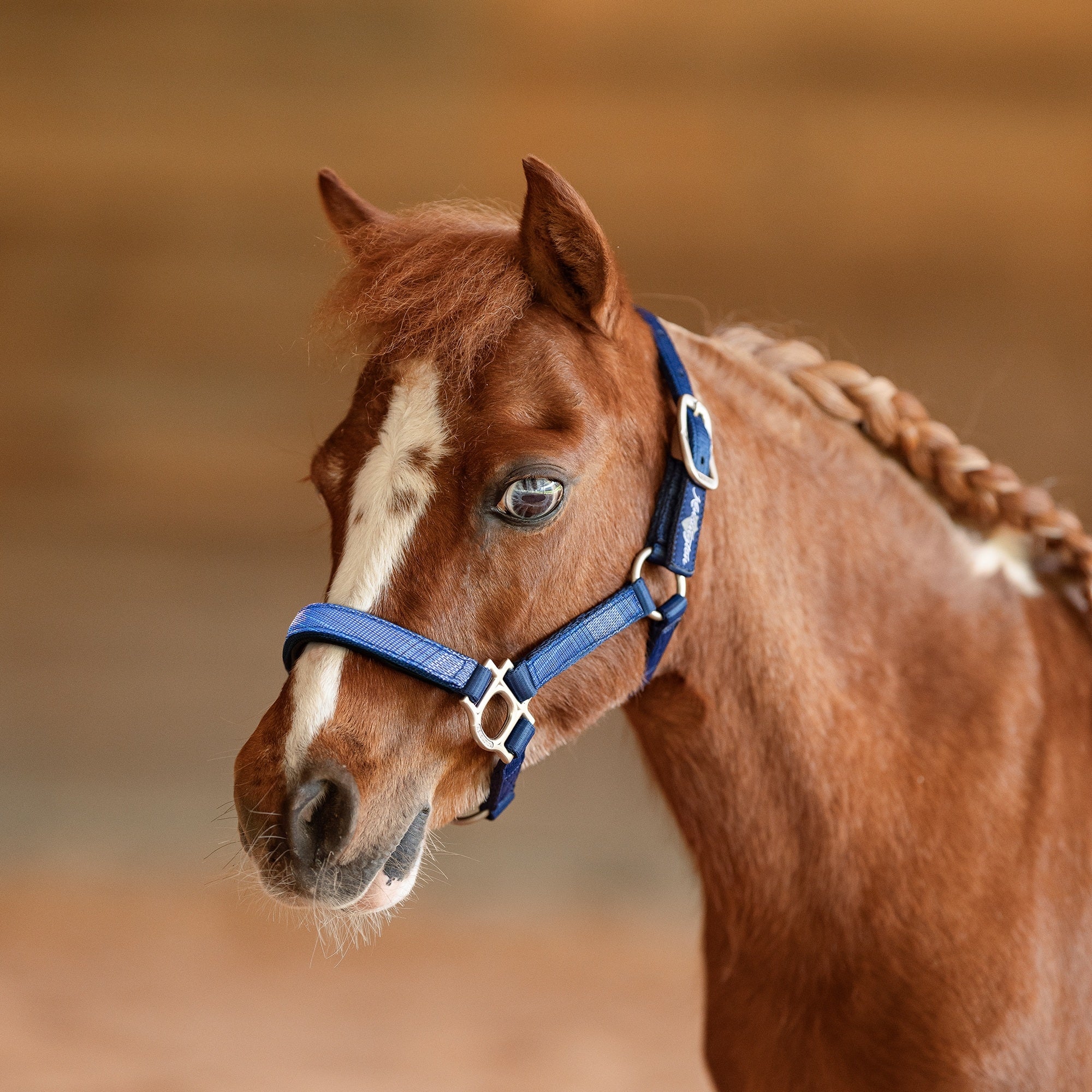 Kensington Mini Reflective Nylon Halter - Image 15