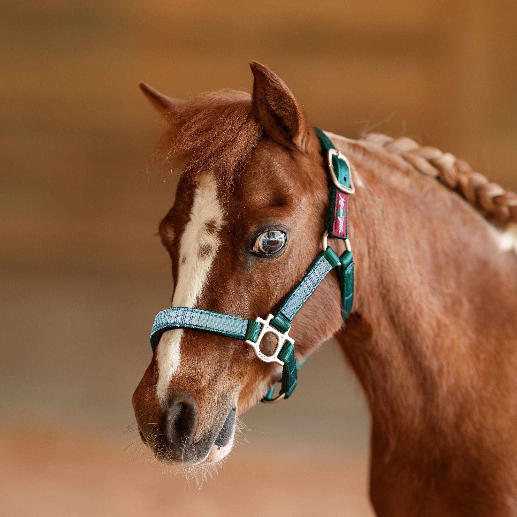 Kensington Mini Reflective Nylon Halter - Image 19