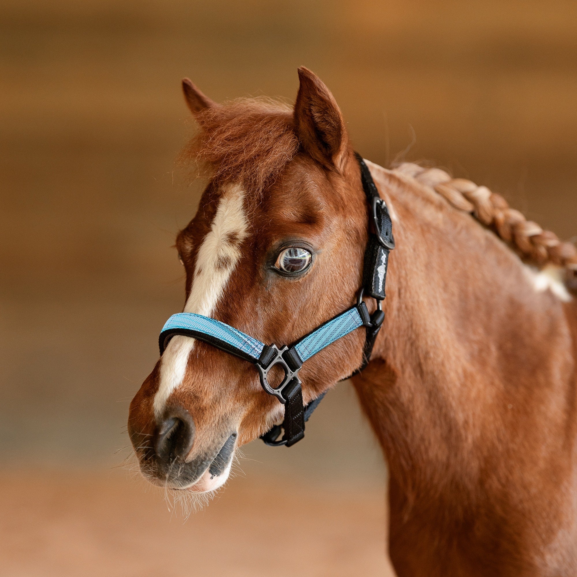 Kensington Mini Reflective Nylon Halter - Image 20