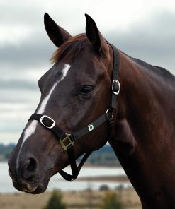 Dublin Everyday Breakaway Halter