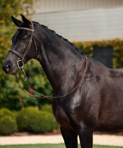 Alternative view of Dublin Padded Cavesson Bridle