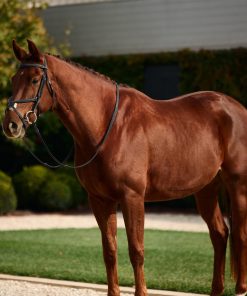 Dublin Padded Fancy Stitch Grackle Bridle