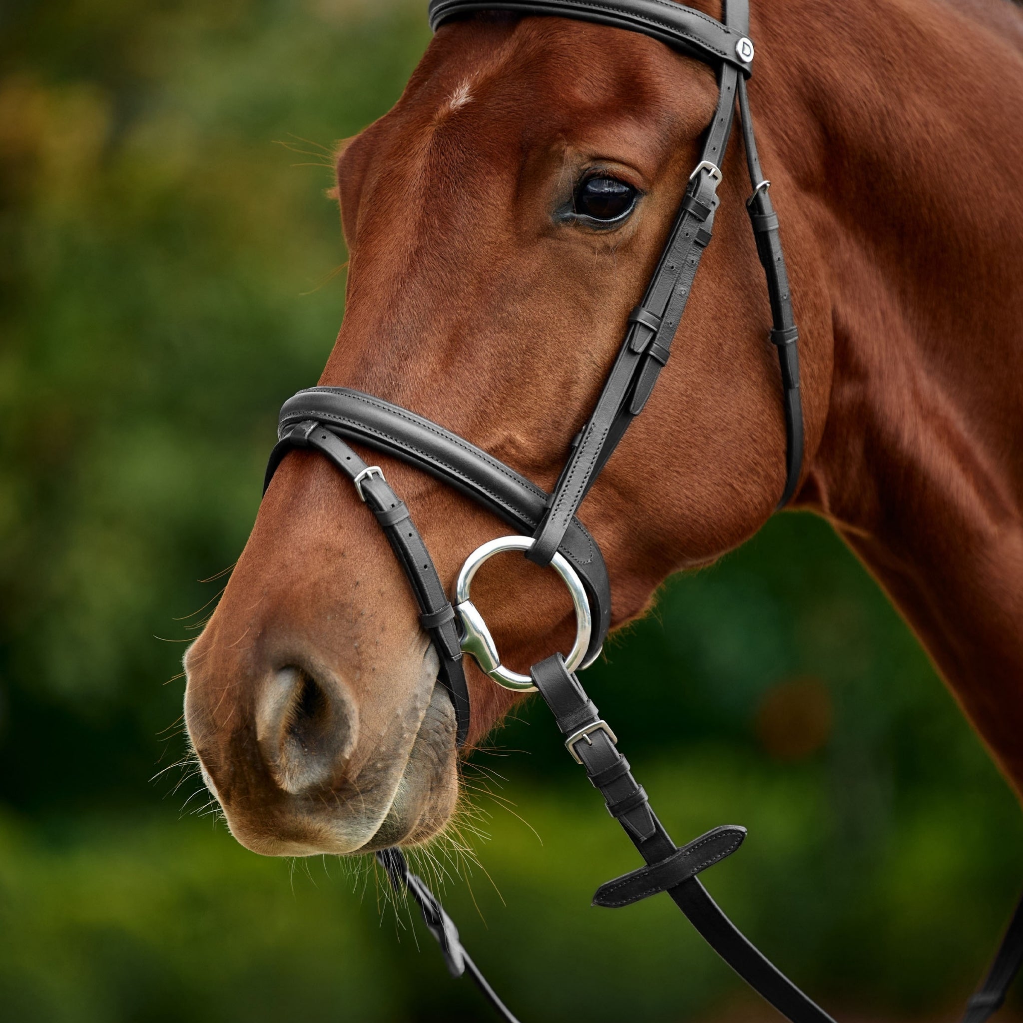 Dublin Flash Bridle - Image 4