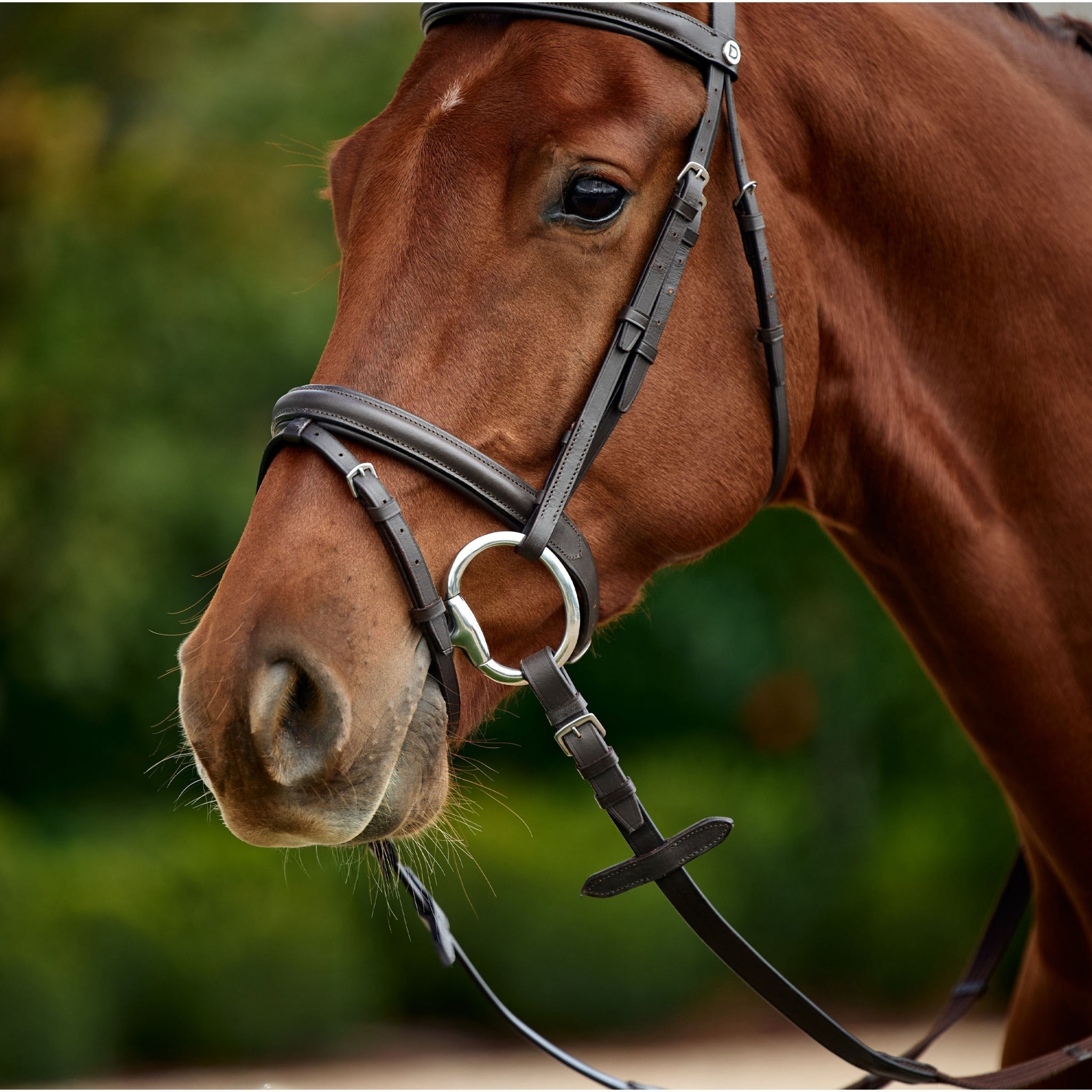 Dublin Flash Bridle - Image 6