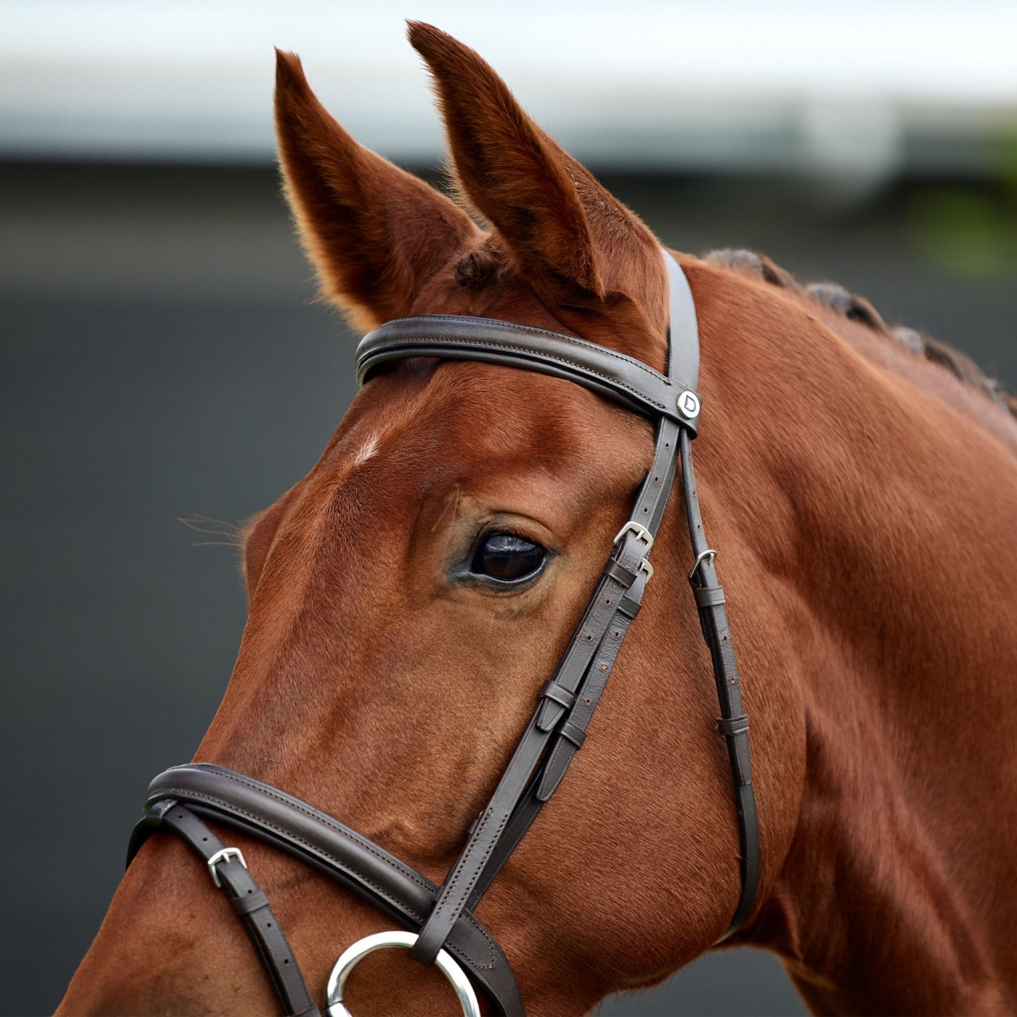 Dublin Flash Bridle - Image 7
