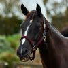 Dublin Braided Leather Headcollar