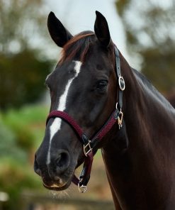 Dublin Braided Leather Headcollar